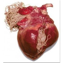 Dirofilarióza, srdcové červy- laboratórne vyšetrenie