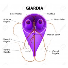 Giardióza- laboratórne vyšetrenie