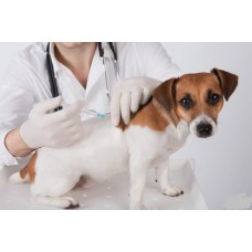 Vakcinácia psíka- infekčné ochorenia